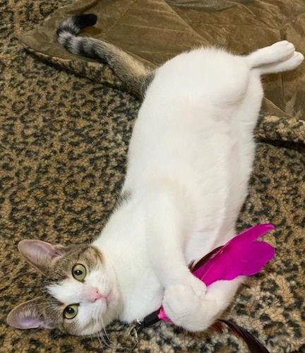 adoptable Cat in Fort Lauderdale, FL named Goose aka Boggle - PetSmart Plantation Foster Home