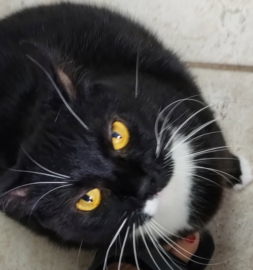 Genny - Center, a cat for adoption from Animal Aid, Inc.