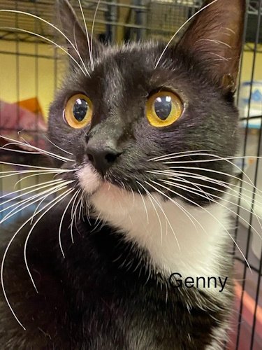 adoptable Cat in Fort Lauderdale, FL named Genny - Center