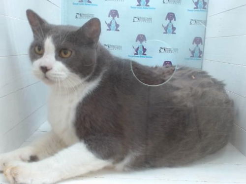 adoptable Cat in Fort Lauderdale, FL named Leonardo - Petsmart Plantation Foster Home