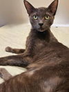 adoptable Cat in Fort Lauderdale, FL named Shadow - Petsmart Foster Home