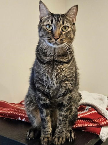 adoptable Cat in Fort Lauderdale, FL named Snickers - Petsmart Foster Home