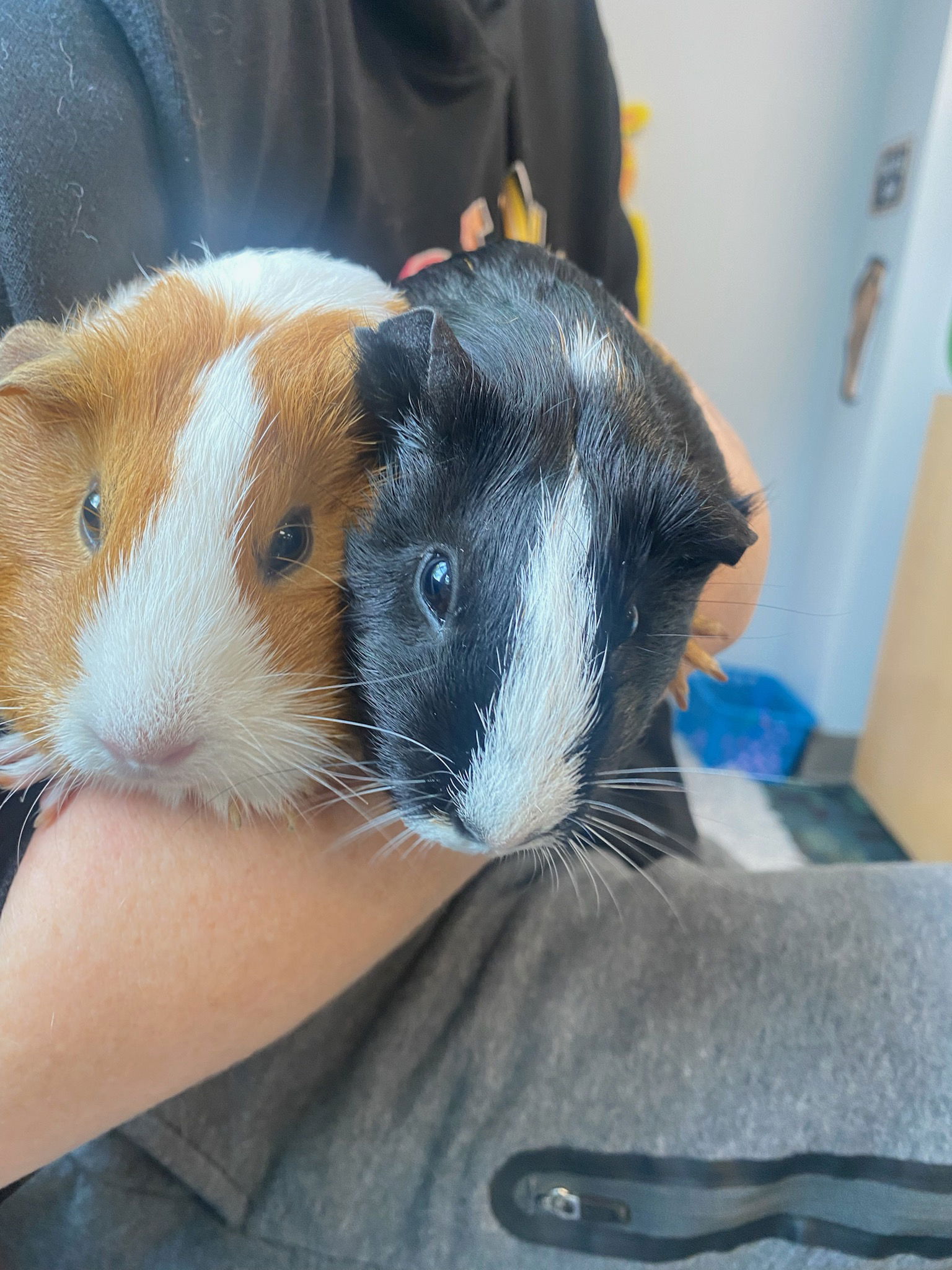 adoptable Guinea Pig in Fort Lauderdale, FL named Cookies & Cream