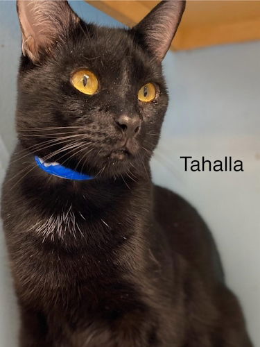 adoptable Cat in Fort Lauderdale, FL named Tahalla - Center