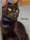 adoptable Cat in  named Tahalla - Center