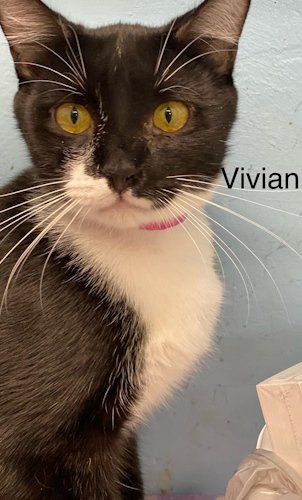 adoptable Cat in Fort Lauderdale, FL named Vivian - Petsmart Plantation