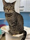 adoptable Cat in  named Leah - Center