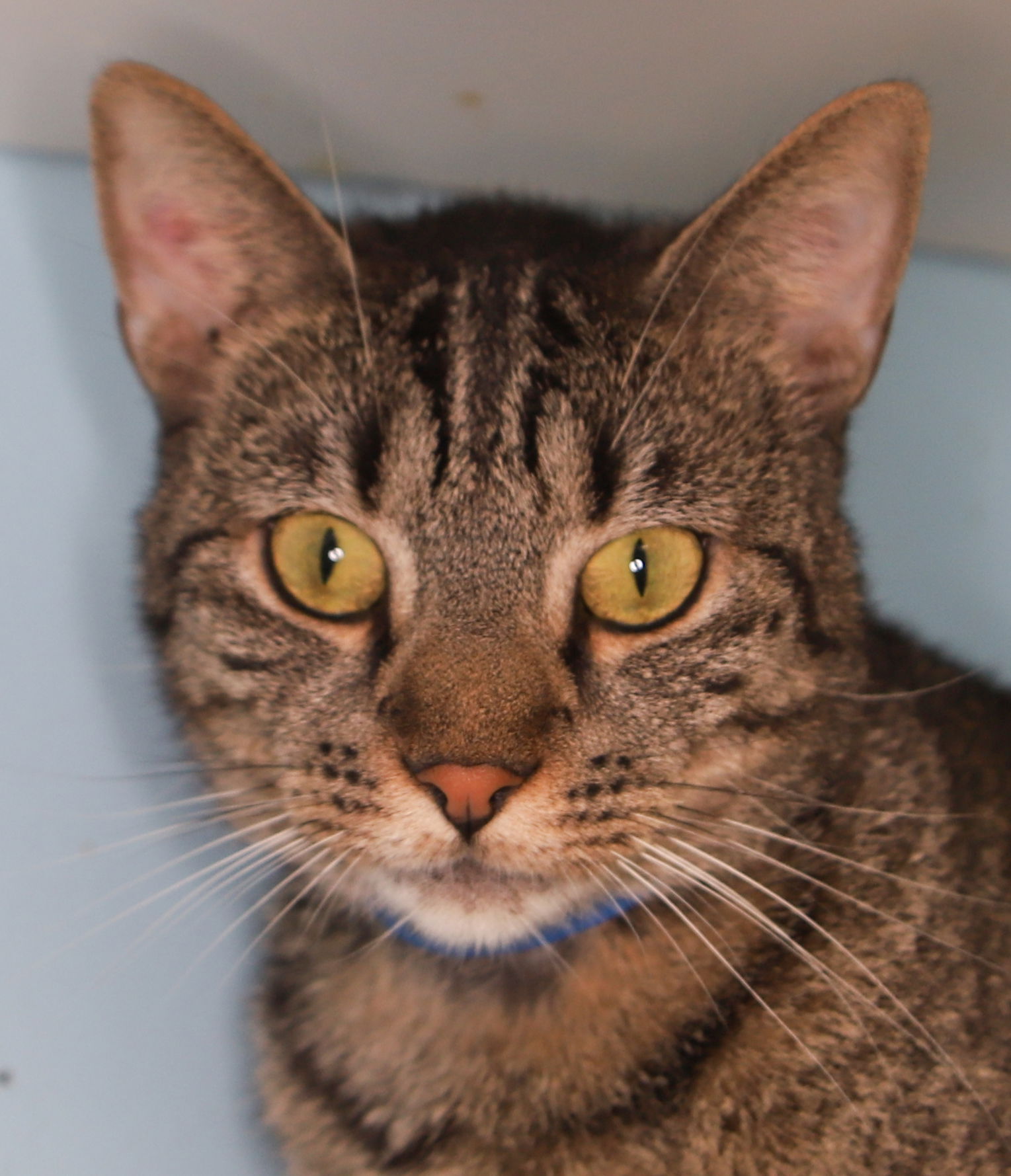 adoptable Cat in Fort Lauderdale, FL named Bob - Center