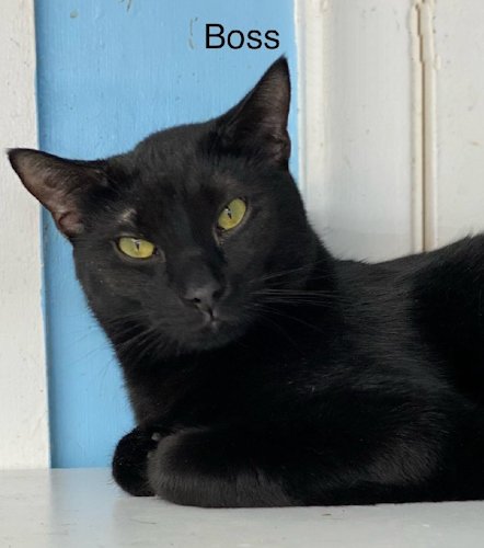 adoptable Cat in Fort Lauderdale, FL named Boss - Center