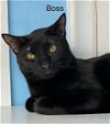 adoptable Cat in , FL named Boss - Center