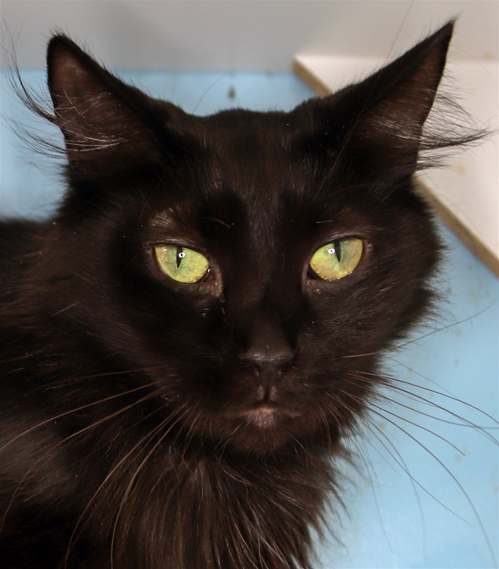 adoptable Cat in Fort Lauderdale, FL named Mystery - Center