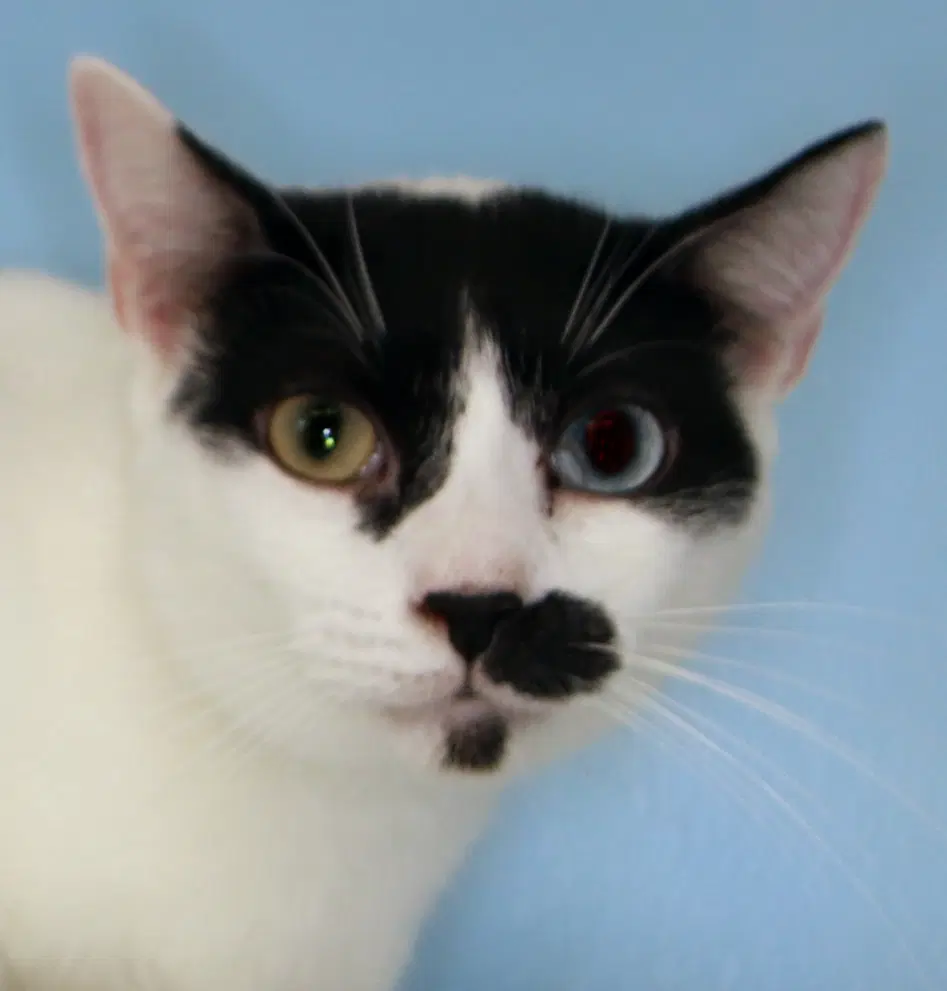 Charlie Chapman - Cat Room image 2