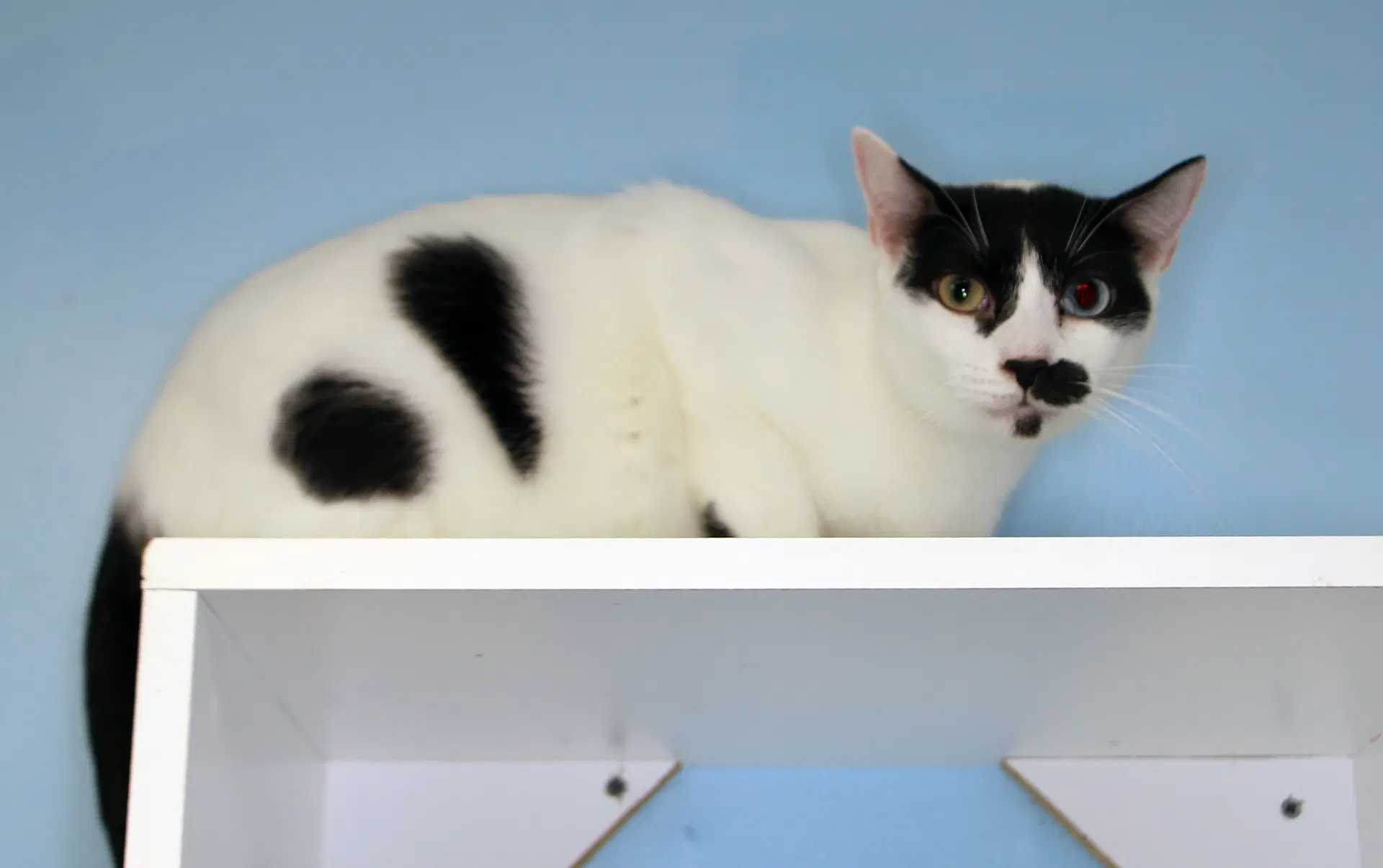 Charlie Chapman - Cat Room image 3