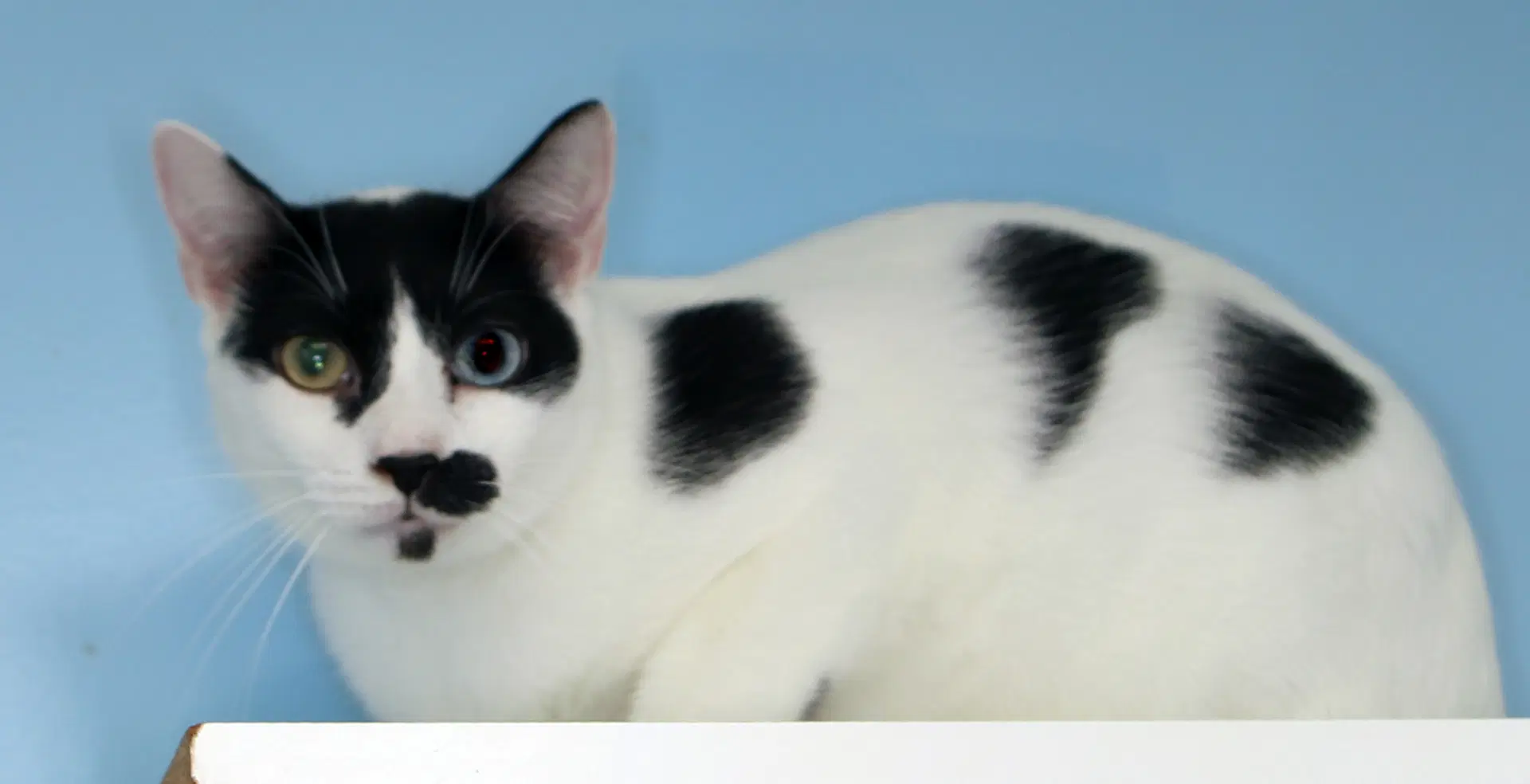 Charlie Chapman - Cat Room image 4