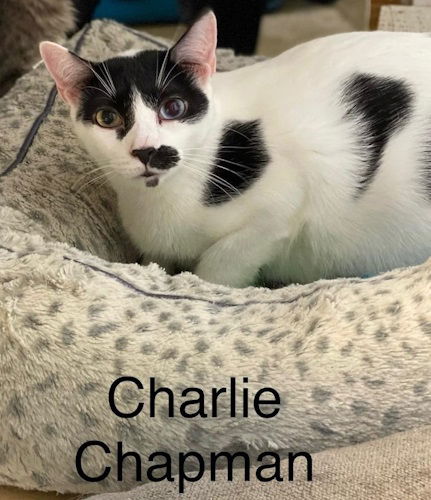 adoptable Cat in Fort Lauderdale, FL named Charlie Chapman - Center