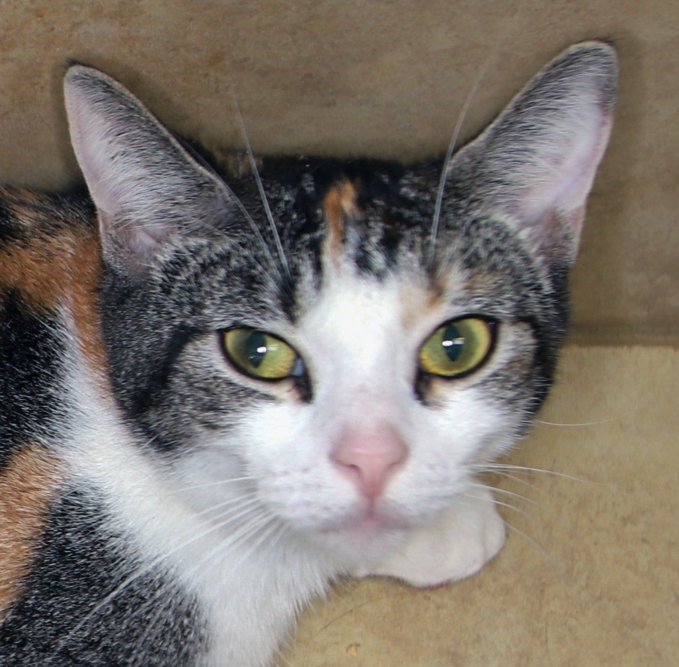 adoptable Cat in Fort Lauderdale, FL named Cali - Center