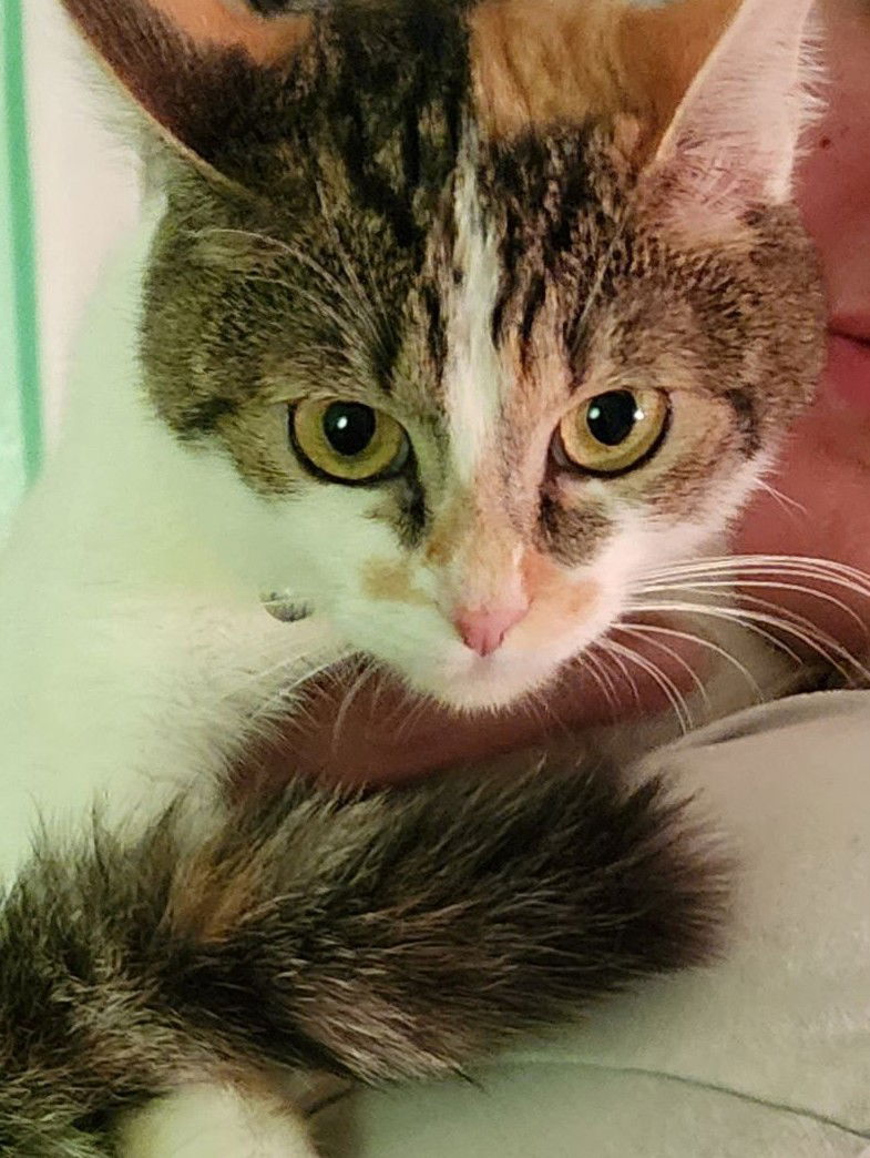 adoptable Cat in Fort Lauderdale, FL named Suki - Tiny cat - Center