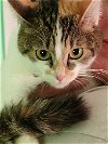 adoptable Cat in  named Suki - Tiny cat - Center