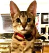 adoptable Cat in  named Xena - Center