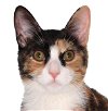 adoptable Cat in  named Anestasia - Center