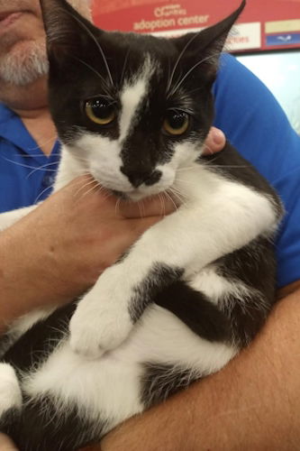 adoptable Cat in Fort Lauderdale, FL named Rain - PetsmartPlantationFosterHome