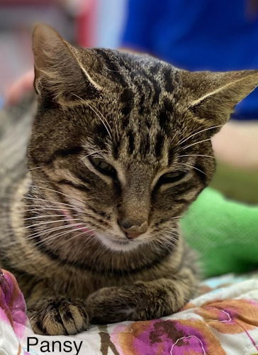 adoptable Cat in Fort Lauderdale, FL named Pansy - Center