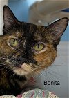 adoptable Cat in  named Bonita - Center