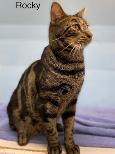 adoptable Cat in Fort Lauderdale, FL named Rocky - Center