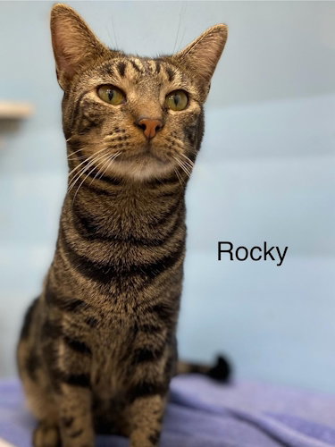 Rocky - Center