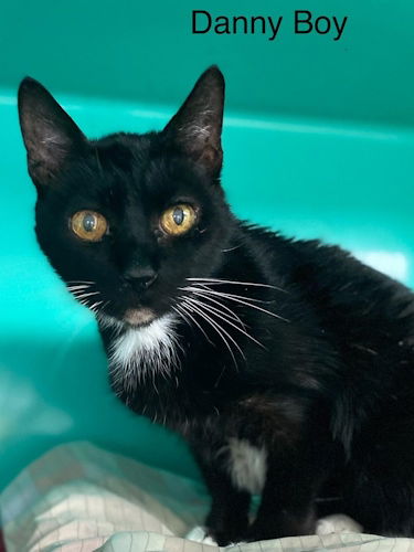 adoptable Cat in Fort Lauderdale, FL named Danny Boy - Center