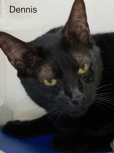 adoptable Cat in Fort Lauderdale, FL named Dennis - Center