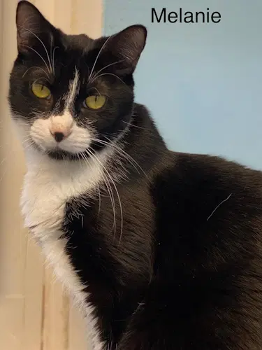 Melanie - Center - Tuxedo