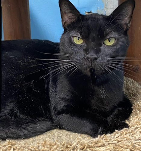 adoptable Cat in Fort Lauderdale, FL named Mia - Center