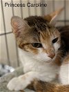 adoptable Cat in  named Princess Caroline - Center