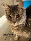 adoptable Cat in  named Stephanie - Center
