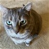 adoptable Cat in , FL named Big Boy - Petsmart Plantation Foster Home