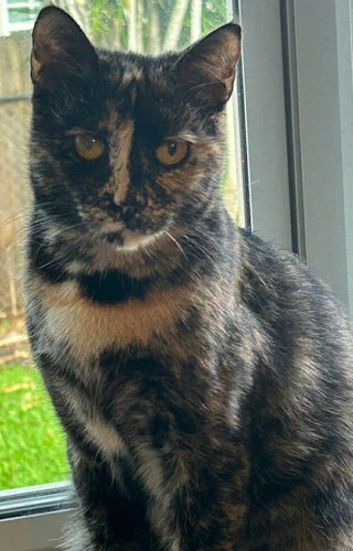 adoptable Cat in Fort Lauderdale, FL named Catherine-Petsmart Plantation Foster Home