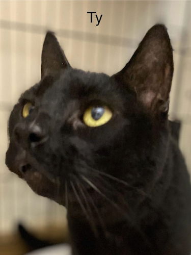 adoptable Cat in Fort Lauderdale, FL named Ty - Center