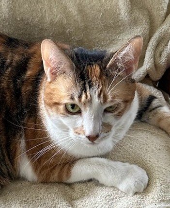 adoptable Cat in Fort Lauderdale, FL named Callie Declawed