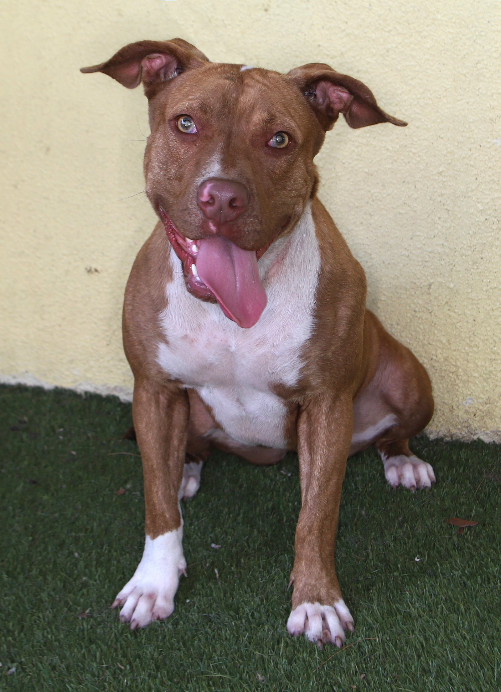 adoptable Dog in Fort Lauderdale, FL named Nadia