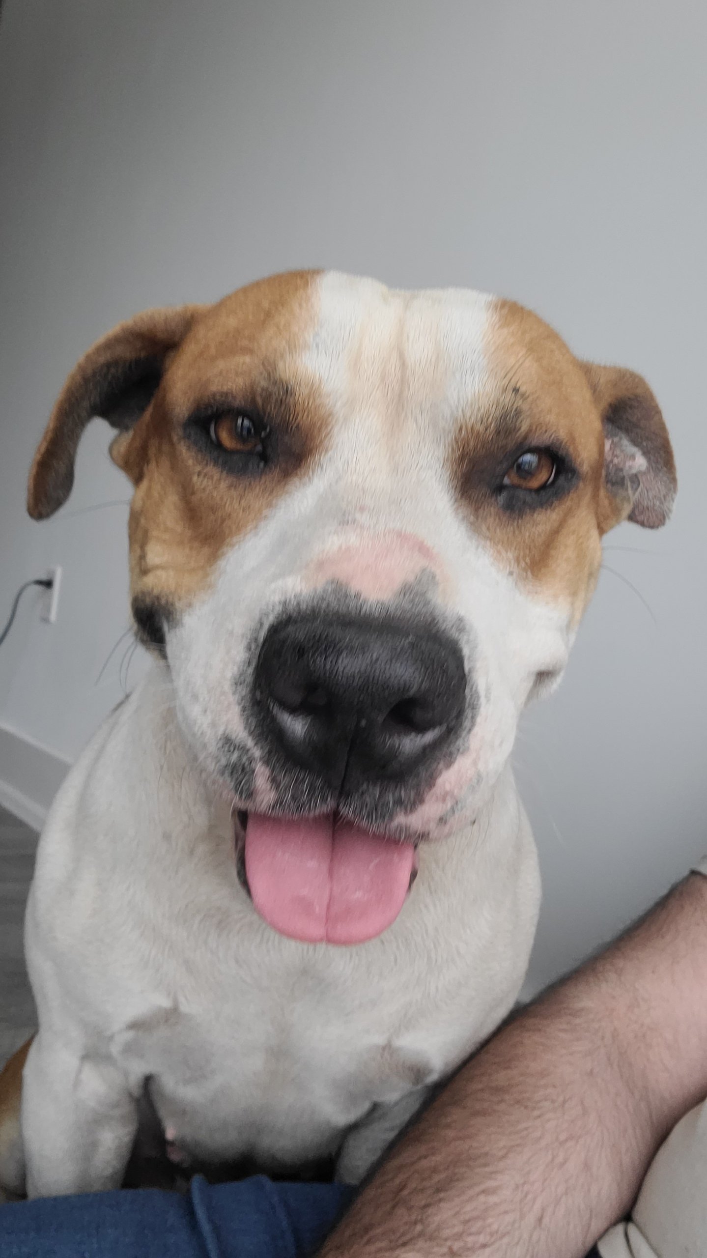 adoptable Dog in Fort Lauderdale, FL named Ricky