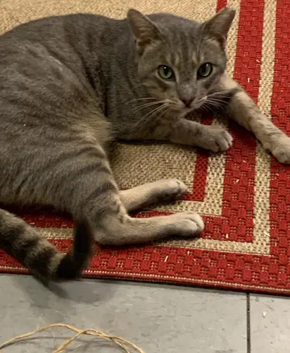 Cayden - Petsmart Plantation Foster Home - Domestic Short Hair
