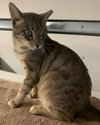 Cayden - Petsmart Plantation Foster Home - Photo 3