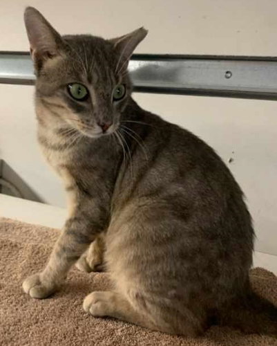 Cayden - Petsmart Plantation Foster Home