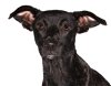 adoptable Dog in , FL named Bonnie