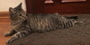 Tiger Lily - Petsmart Plantation Foster Home - Photo 3