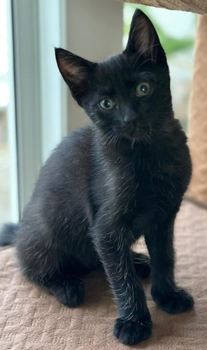 Willie - Center Foster Home, Baby Domestic Short Hair (short coat), cat for adoption in Miami Beach, Florida