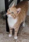 Burnie - Petsmart Plantation - Photo 1