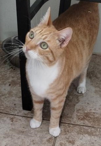 BURNIE - PETSMART PLANTATION - American Shorthair available for adoption
