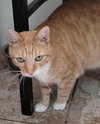 Burnie - Petsmart Plantation - Photo 6